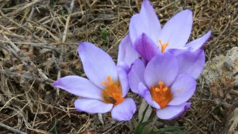 Vibrant crocus on a wind Vídeos de archivo 10897163