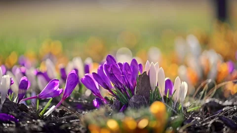 Vibrant crocuses flowering on meadow, spring awakening, soft light, cinematic 4K Stock Footage 334132009