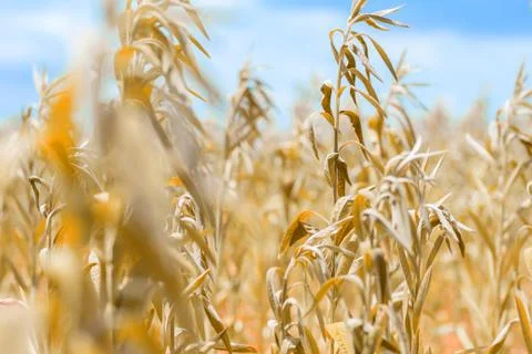 Vibrant Crop Background Stock Photos