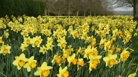 Vibrant Daffodils Vídeos de archivo 10888191