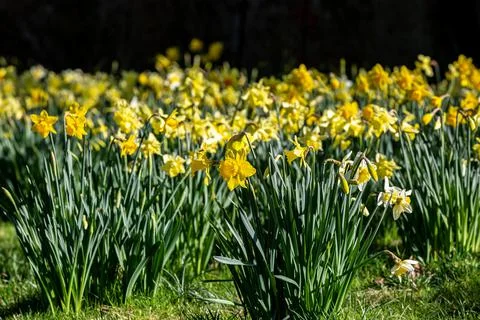 Vibrant daffodils in the spring sunshine Stock Photos