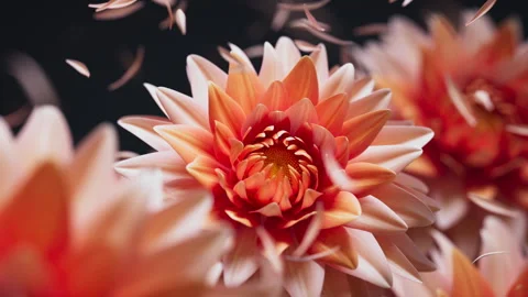 Vibrant dahlias in a gentle 3D loop with airy floating petals. 库存影片 328493472