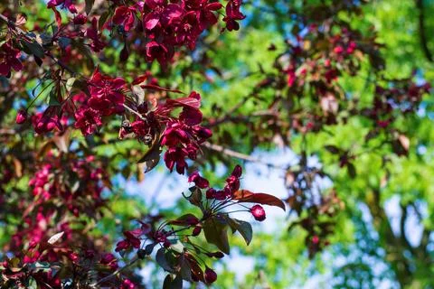 Vibrant dark red malus tree branches blooming under blue sky. Beautiful bri.. Stock Photos