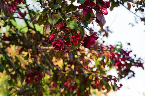 Vibrant dark red malus tree branches blooming against blue sky. Beautiful b.. Stock Photos