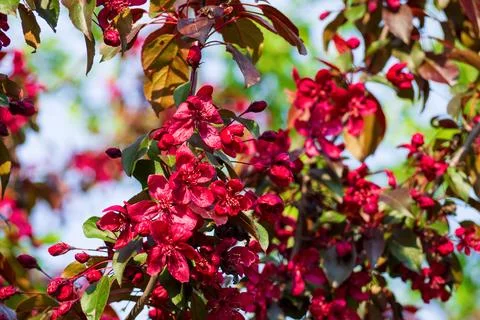 Vibrant dark red malus tree branches blooming under blue sky. Beautiful brigh Stock Photos