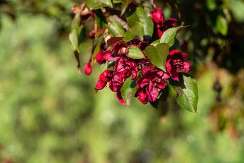 Vibrant dark red malus tree branches blooming against blurred green backgroun Stock Photos