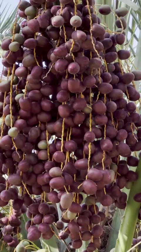 Vibrant Date Palm Clusters Ripening in a Sunny Desert Oasis Vídeo Stock 326465716