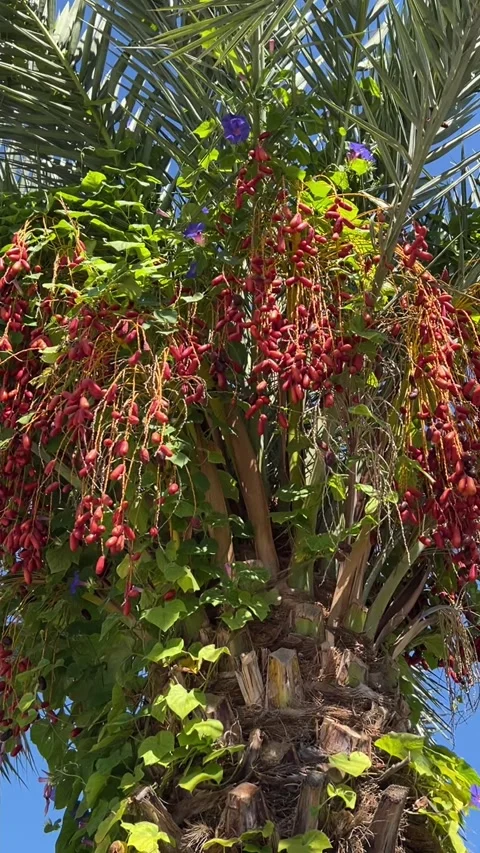 A vibrant date palm tree with clusters of ripe red dates hanging from Stock Footage 322066179