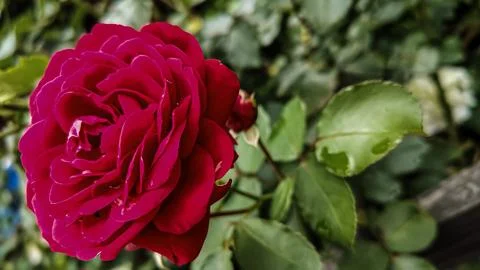 Vibrant deep red rose in full bloom with lush green foliage background Stock Photos