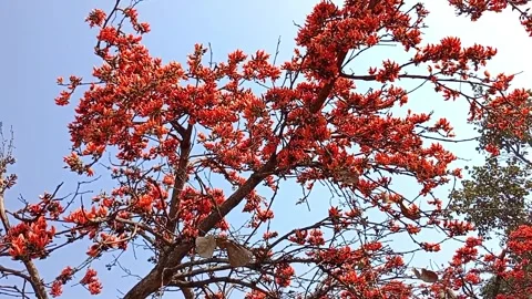 A vibrant Delonix regia tree showcasing its striking red flowers Stock Footage 280138848