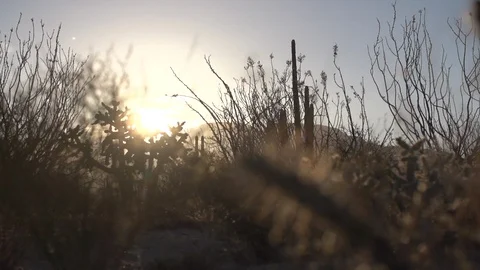 Vibrant desert dolly at dawn Video stock 97849375
