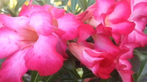 The Vibrant Desert Rose in Full Bloom Stock Footage 332140125