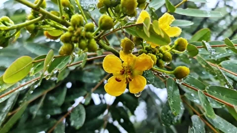 This vibrant, detailed video captures a cluster of yellow cassia flowers Video stock 331252152