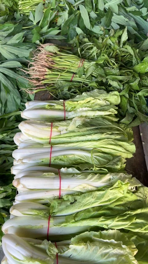 A vibrant display of freshly harvested leafy greens and crisp napa cabbage .. Vidéo 325259596