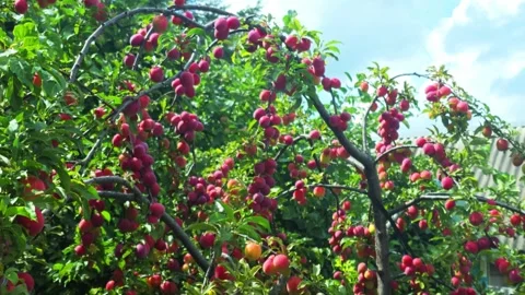 Vibrant display of numerous ripe red plums hanging abundantly from branches of a Stock Footage 344846515