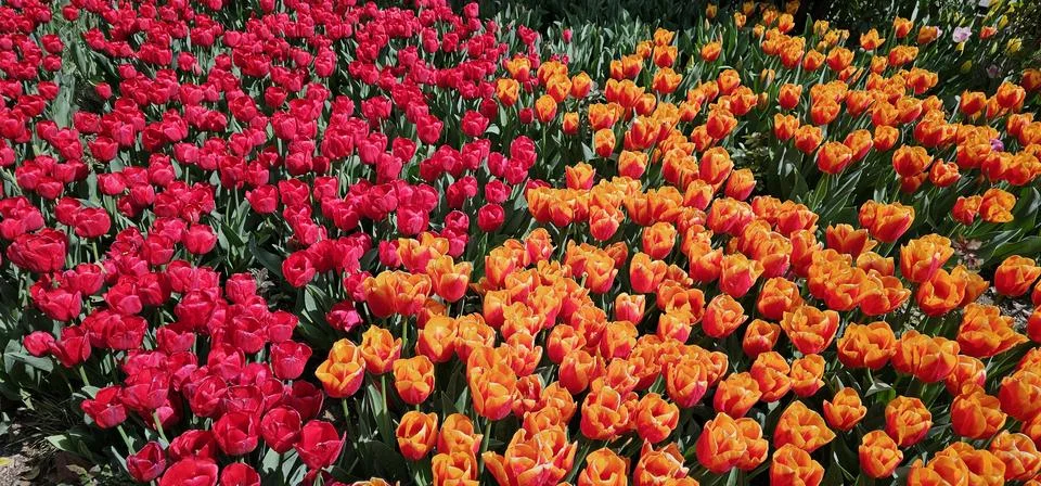 A vibrant display of red and orange tulips in full bloom Stock Photos