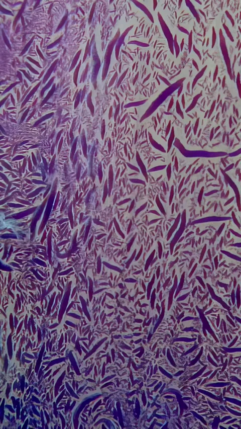 Vibrant display of red tree soft corals in the enchanting Red Sea Stock Footage 310469758