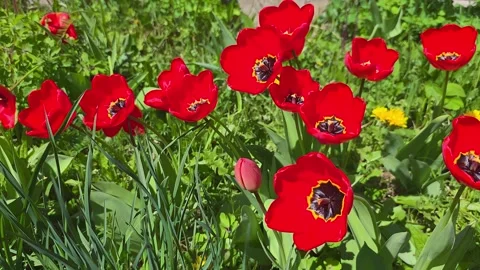 Vibrant Display of Red Tulips in Bloom Surrounded by Lush Greenery and Spri.. Vídeos de archivo 333927273
