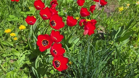 A Vibrant Display of Red Tulips Surrounded by Lush Greenery and Dandelions,.. Vídeos de archivo 333418052
