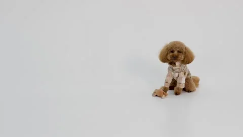 Vibrant dog executing playful gestures with cheerful enthusiasm Stock Footage 327205039