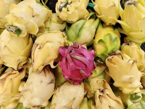 Vibrant Dragon Fruit Stock Photos