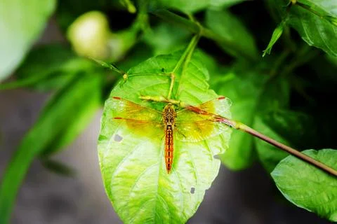 Vibrant Dragonfly Resting on Leaf Highlighting Wings' Intricate Details Stock Photos