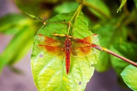 Vibrant Dragonfly Resting on Leaf Highlighting Wings' Intricate Details Stock Photos