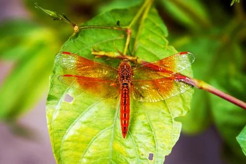 Vibrant Dragonfly Resting on Leaf Highlighting Wings' Intricate Details Stock Photos