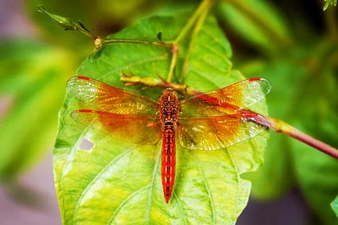 Vibrant Dragonfly Resting on Leaf Highlighting Wings' Intricate Details Stock Photos