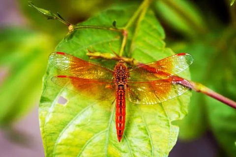 Vibrant Dragonfly Resting on Leaf Highlighting Wings' Intricate Details Stock Photos