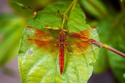 Vibrant Dragonfly Resting on Leaf Highlighting Wings' Intricate Details Stock Photos