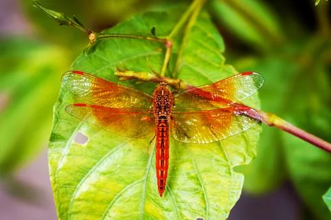 Vibrant Dragonfly Resting on Leaf Highlighting Wings' Intricate Details Stock Photos