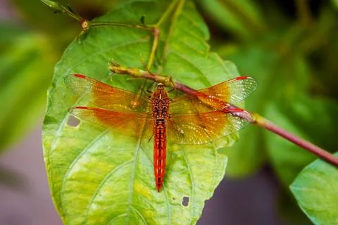Vibrant Dragonfly Resting on Leaf Highlighting Wings' Intricate Details Stock Photos