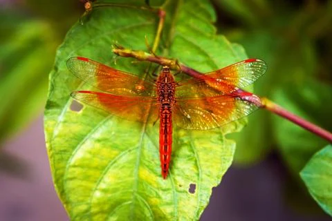 Vibrant Dragonfly Resting on Leaf Highlighting Wings' Intricate Details Stock Photos