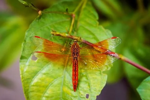 Vibrant Dragonfly Resting on Leaf Highlighting Wings' Intricate Details Stock Photos