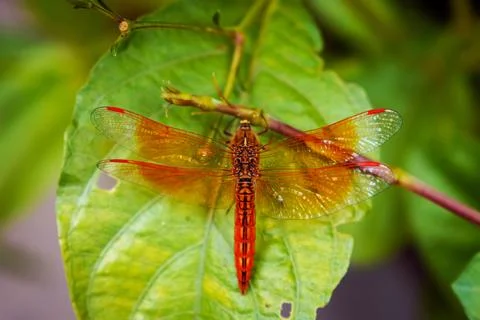 Vibrant Dragonfly Resting on Leaf Highlighting Wings' Intricate Details Stock Photos