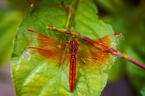 Vibrant Dragonfly Resting on Leaf Highlighting Wings' Intricate Details Stock Photos