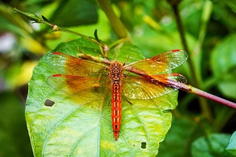 Vibrant Dragonfly Resting on Leaf Highlighting Wings' Intricate Details Stock Photos