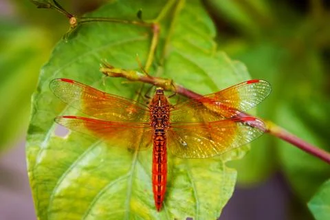 Vibrant Dragonfly Resting on Leaf Highlighting Wings' Intricate Details Stock Photos