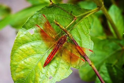 Vibrant Dragonfly Resting on Leaf Highlighting Wings' Intricate Details Stock Photos