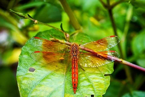 Vibrant Dragonfly Resting on Leaf Highlighting Wings' Intricate Details Stock Photos