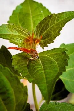 Vibrant Dragonfly Resting on Leaf Highlighting Wings' Intricate Details Stock Photos