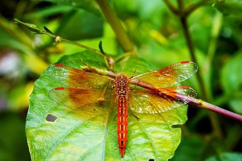Vibrant Dragonfly Resting on Leaf Highlighting Wings' Intricate Details Stock Photos