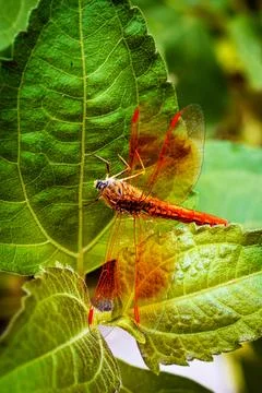 Vibrant Dragonfly Resting on Leaf Highlighting Wings' Intricate Details Stock Photos