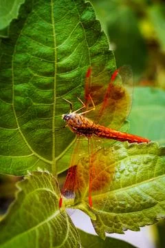 Vibrant Dragonfly Resting on Leaf Highlighting Wings' Intricate Details Stock Photos