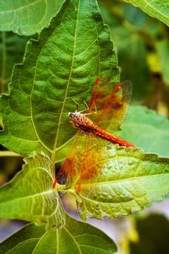 Vibrant Dragonfly Resting on Leaf Highlighting Wings' Intricate Details Stock Photos