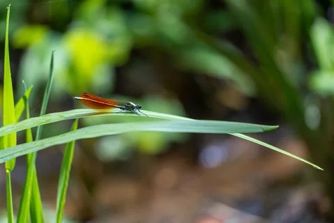 Vibrant Dragonfly Resting on a Leaf Stock Photos