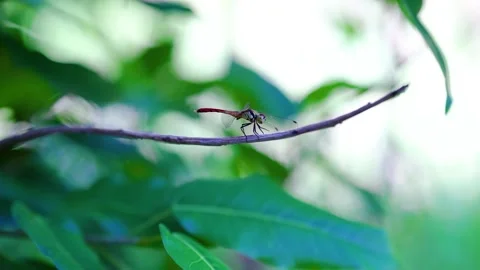 A vibrant dragonfly resting peacefully on a thin tree branch in summer nature Video stock 342217895