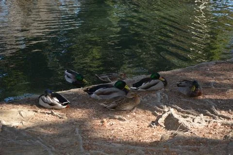 Vibrant Ducks Basking by the Tranquil Waterside on a Sunny Afternoon Stock Photos