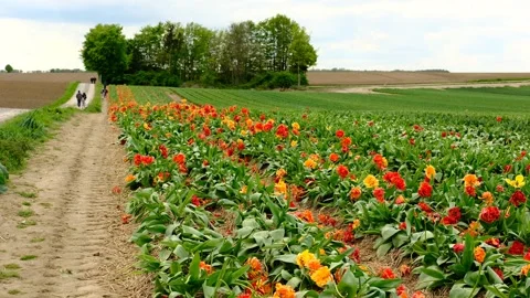 Vibrant Dutch tulip field in spring with tractor. Colorful blooms. Explore a Stock Footage 322073718